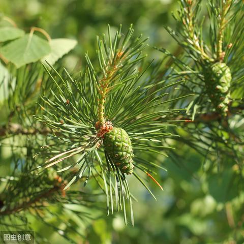 (血色使命硫磺在哪)揭秘血色使命攻略：如何正确使用硫酸进行战斗？